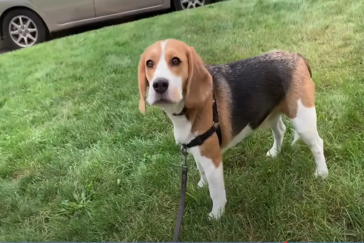 Beagle