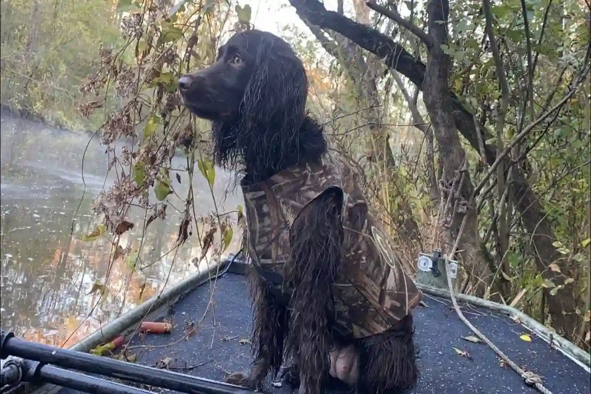 Boykin Spaniel w środowisku naturalnym