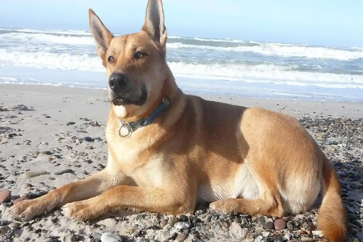 Carolina Dog uszy stojące