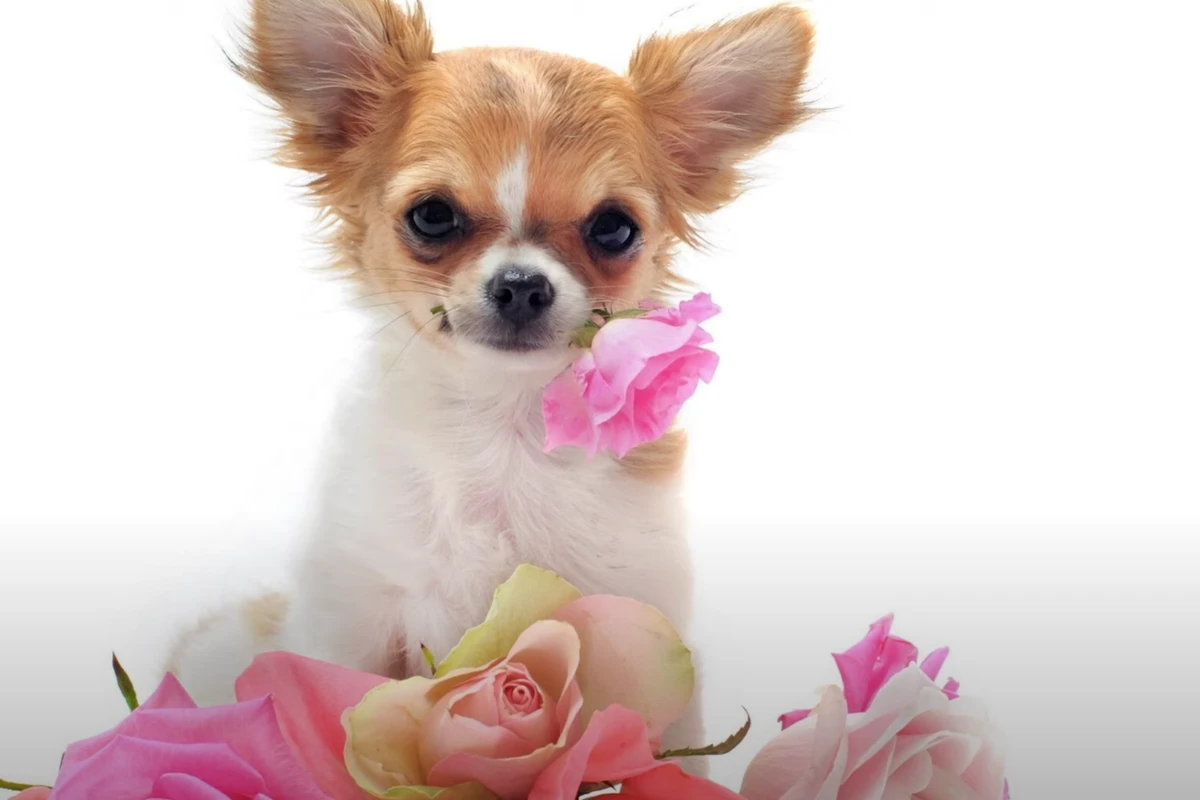 Chihuahua pijący wodę z miski