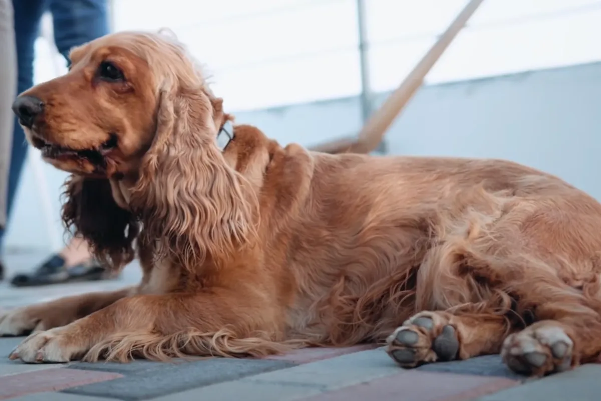 Cocker Spaniel Angielski na spacerze