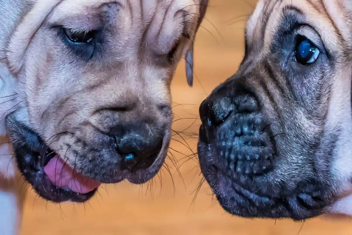Dog z Majorki szkolenie posłuszeństwa