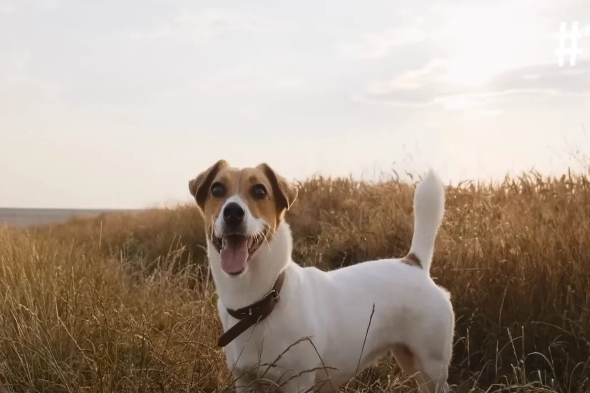 Jack Russell Terrier w Australii hodowla