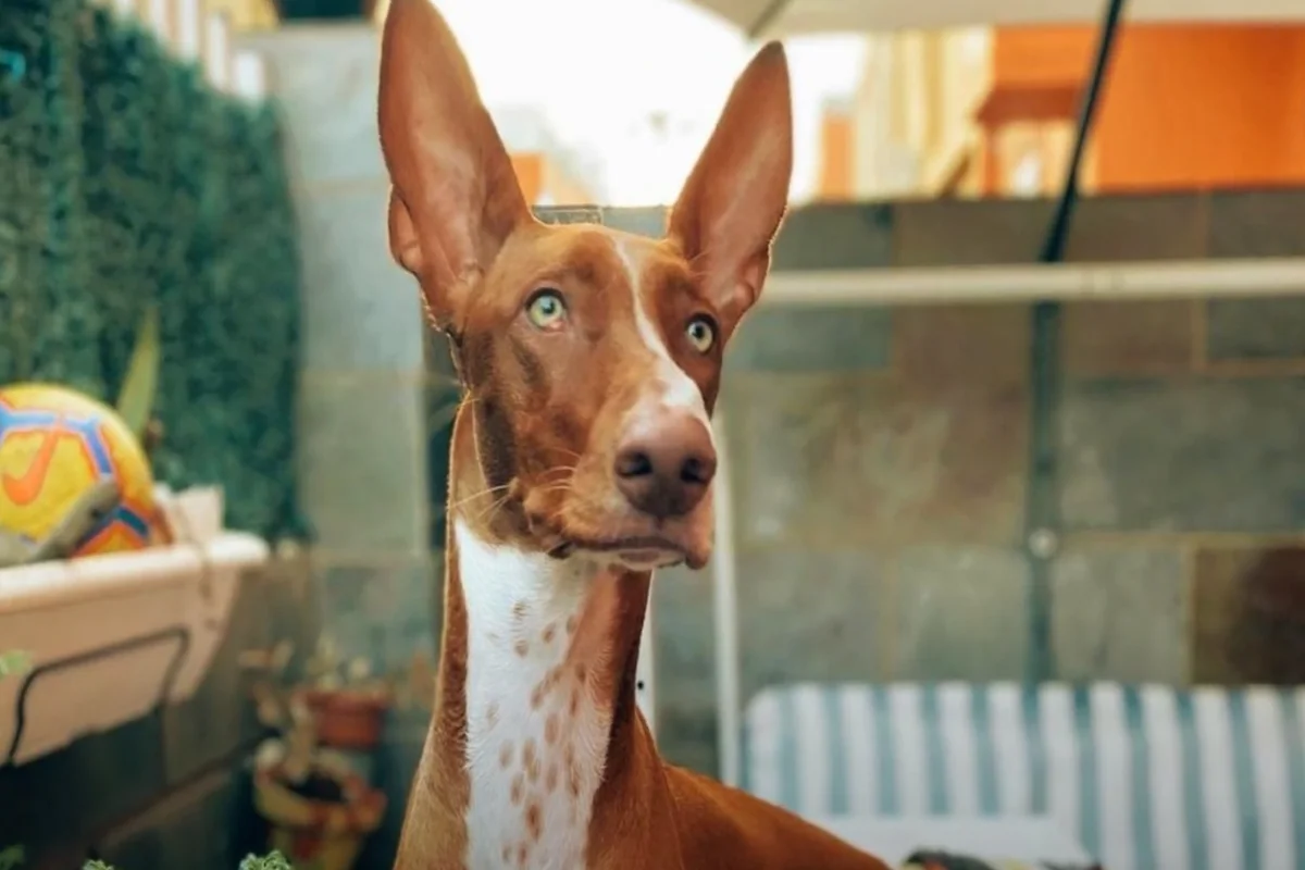 Podenco Canario FCI wzorzec rasy ilustracja