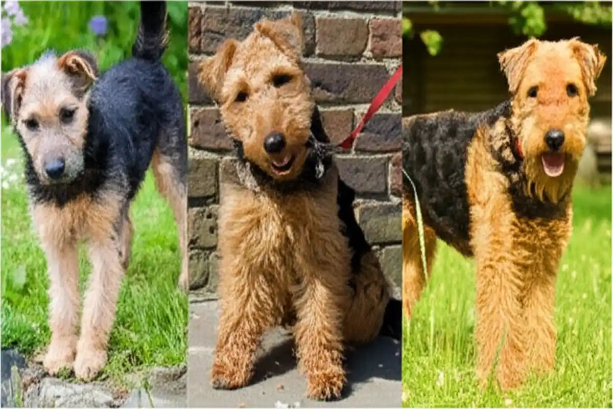 airedale terrier inteligencja i szkolenie