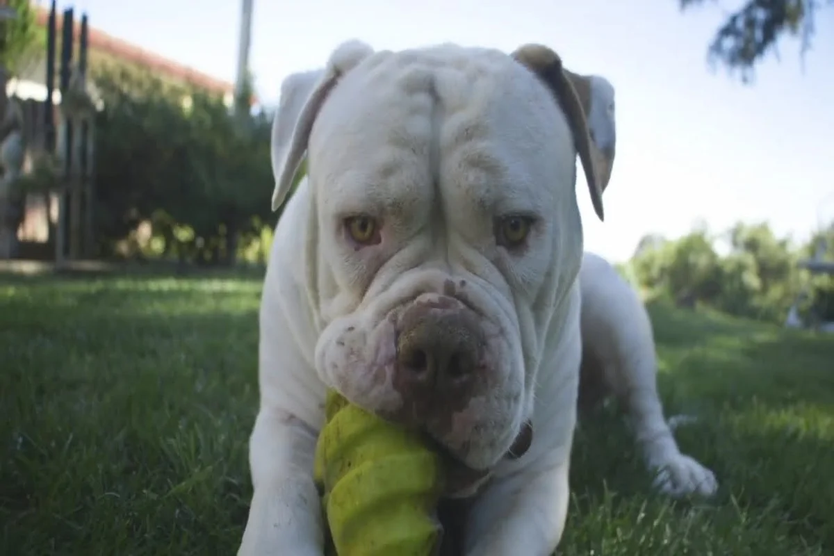 amerykański bulldog brindle wzór sierści