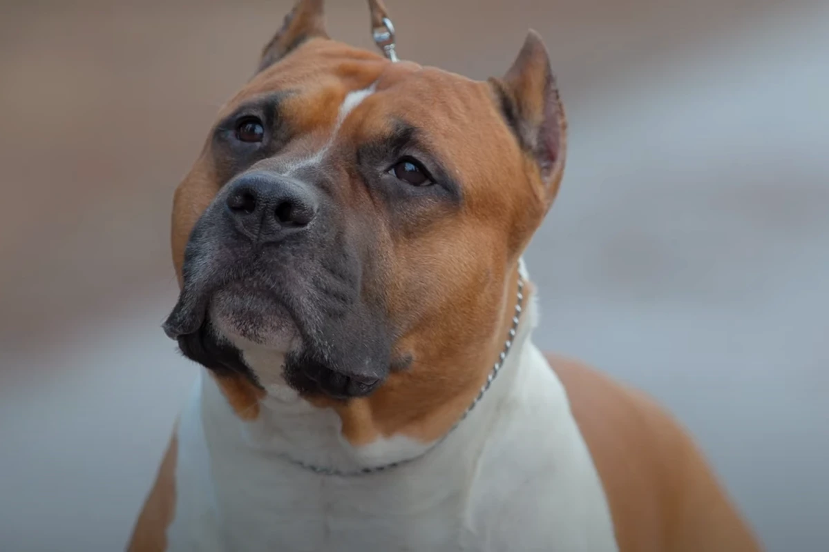 amstaff leżący na kanapie w domu