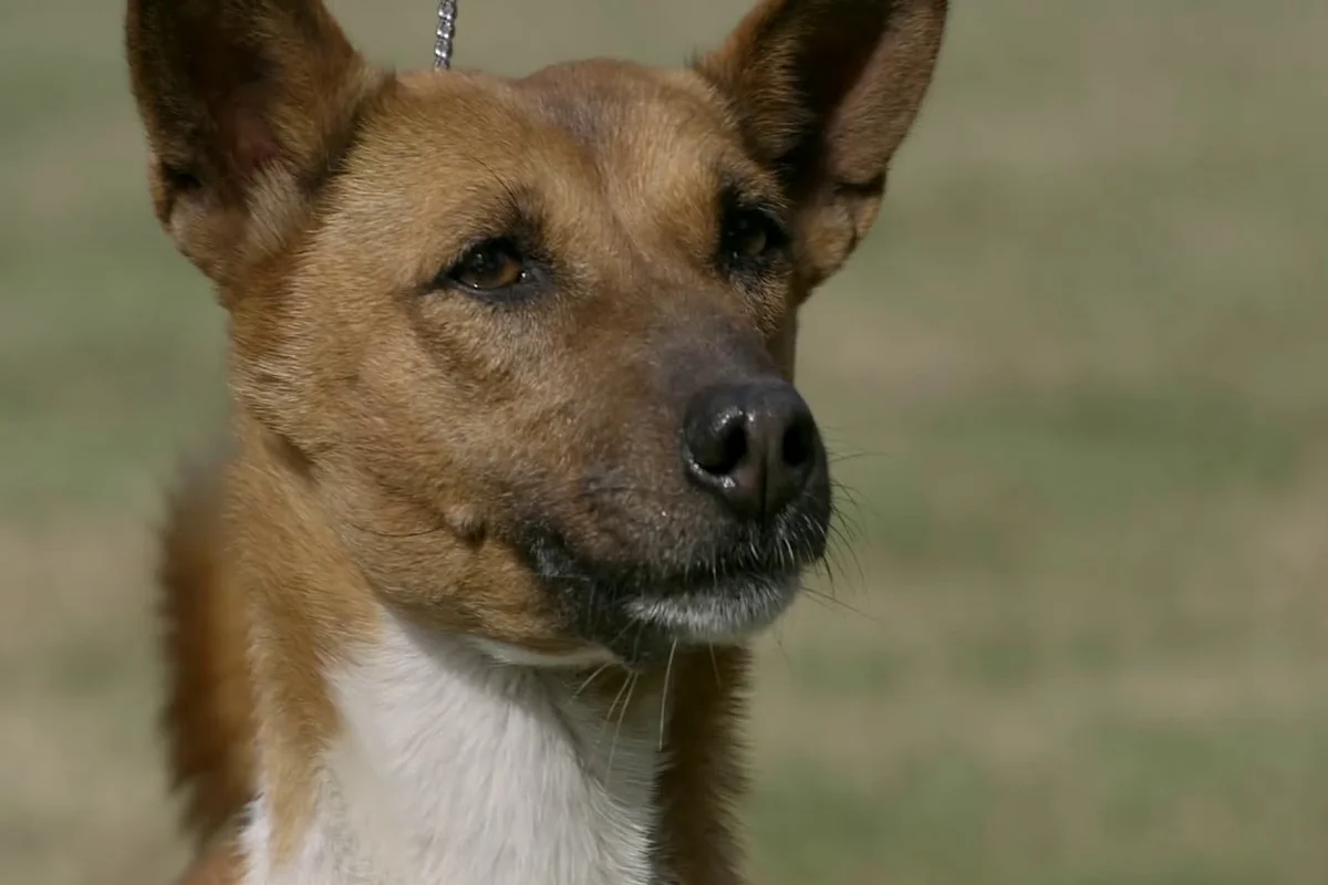 basenji wysokość w kłębie do 43 cm