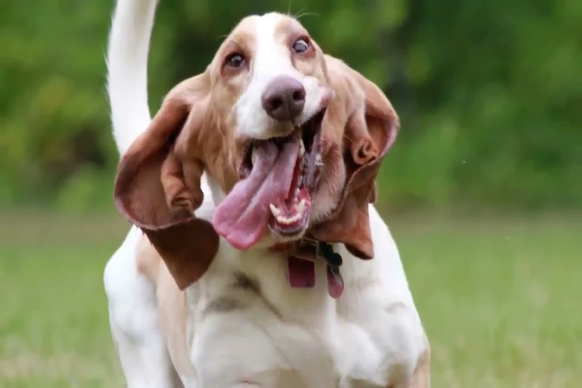 bassett hound śpiący na kanapie