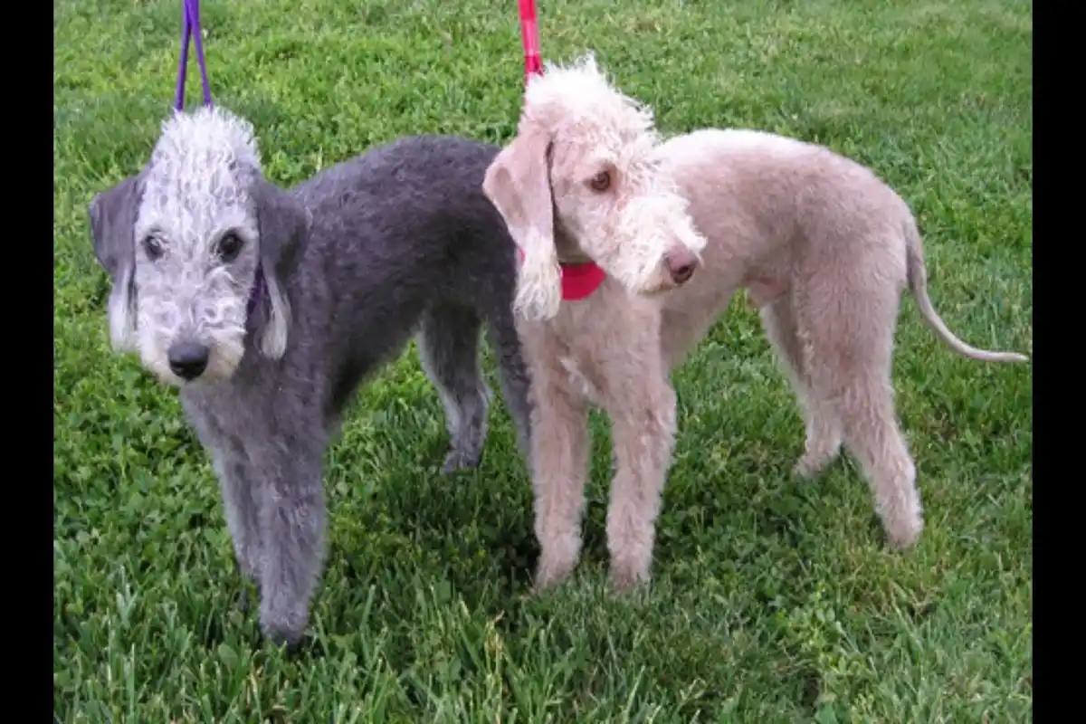 bedlington terrier opis wyglądu