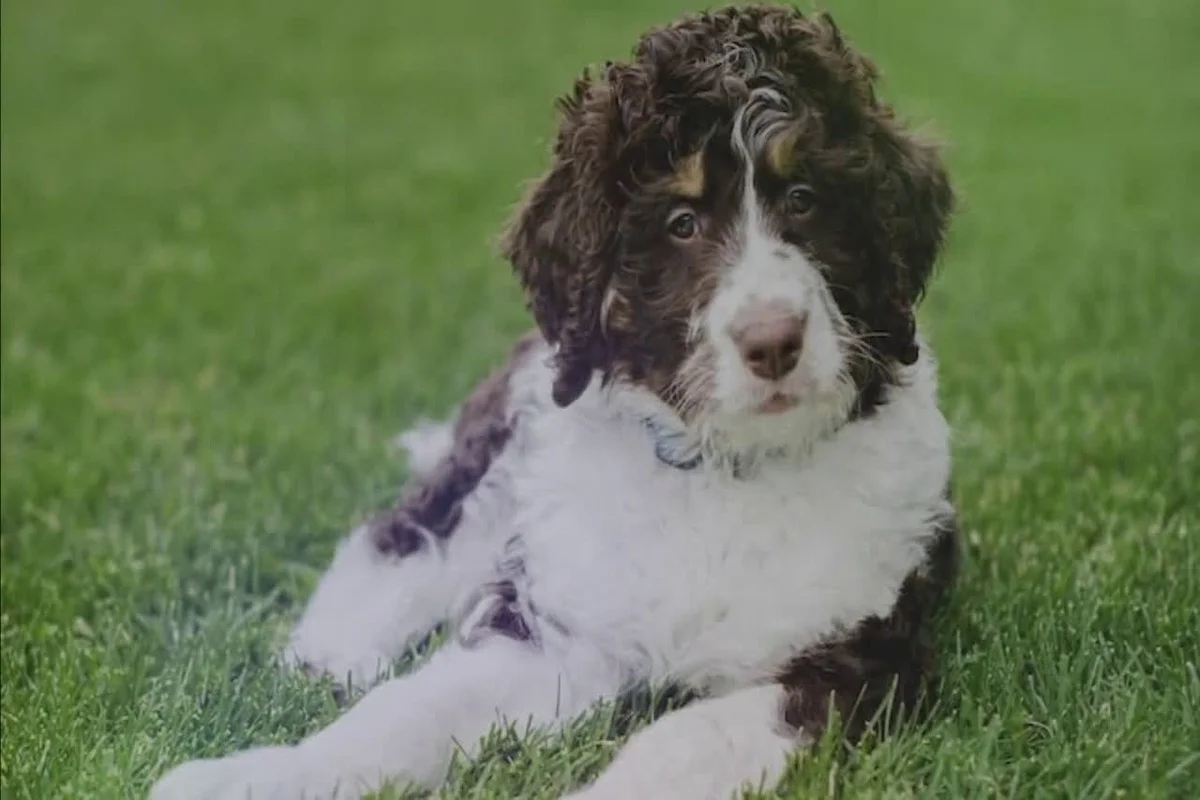 bernedoodle F1 generacja zdjęcie