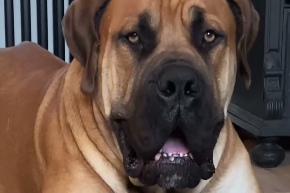 boerboel czerwony pies muskularna budowa ciała