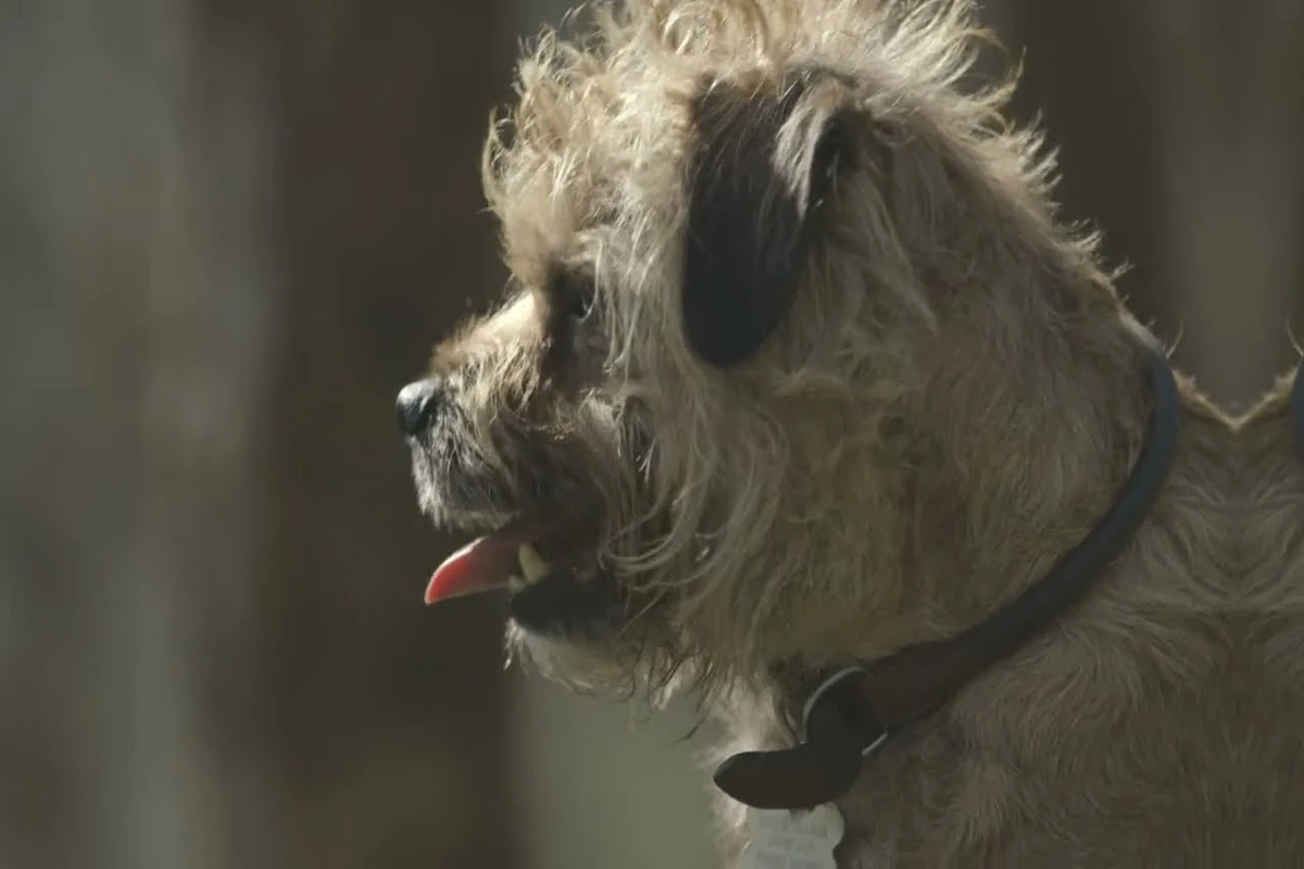 border terrier w hodowli z rodowodem ZKwP