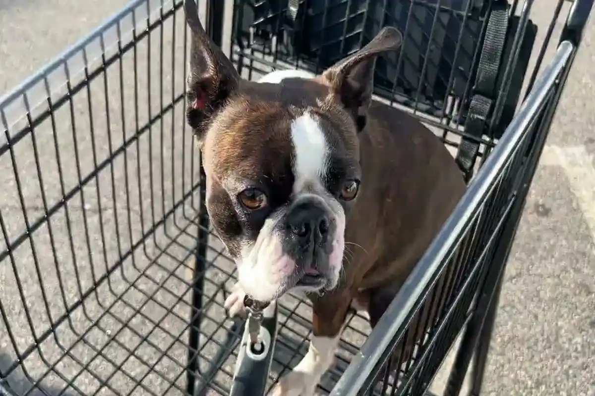 boston terrier wesoły pies