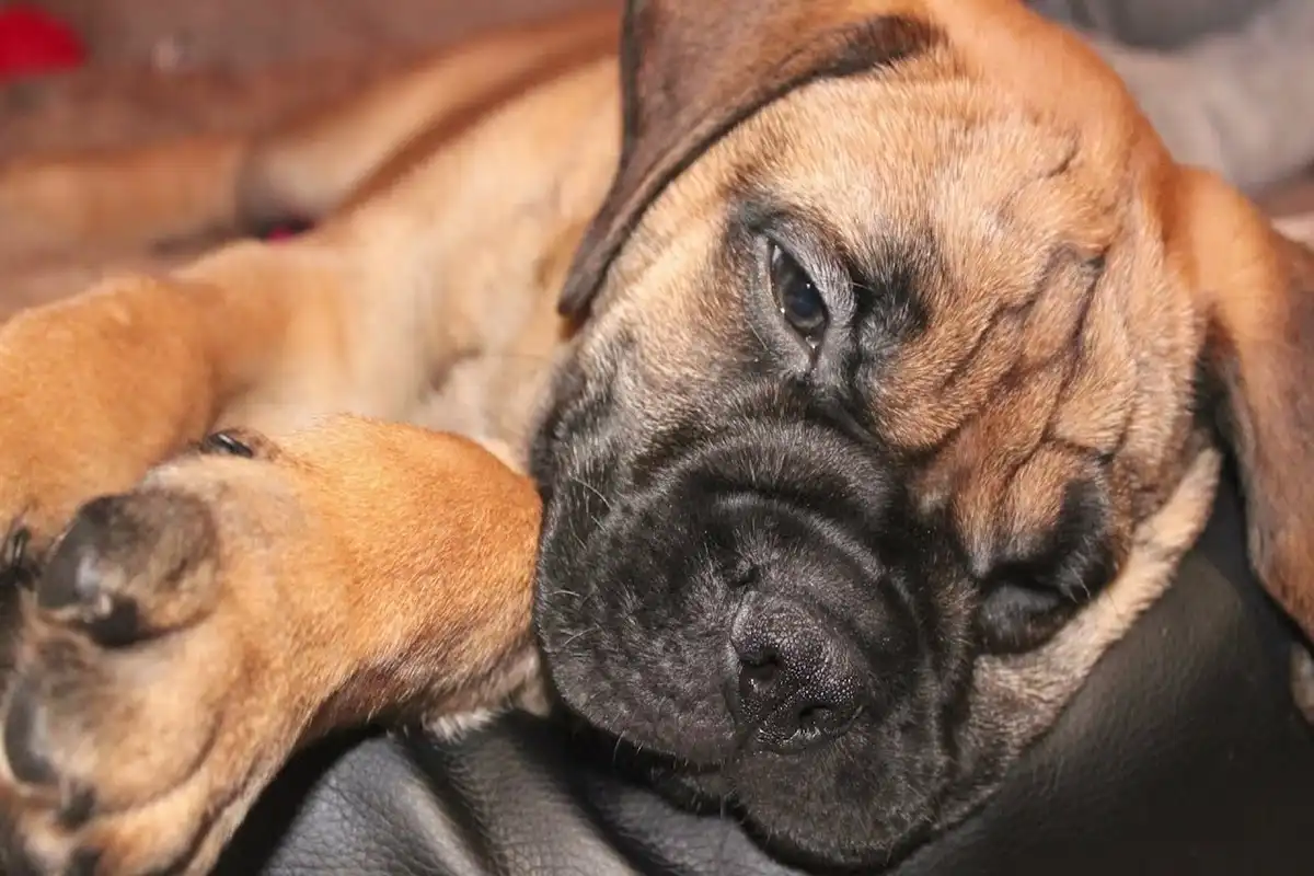 bullmastiff w obroży na spacerze w parku