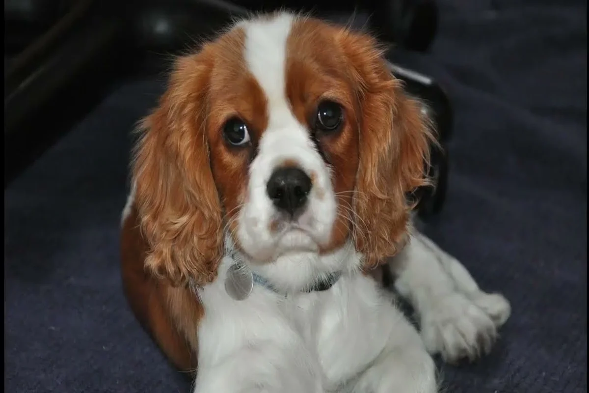 cavalier king charles spaniel black and tan w trawie