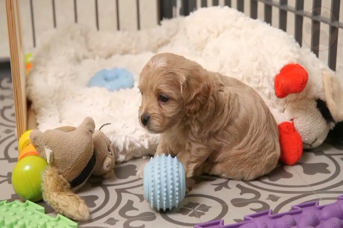cavapoo tricolorowy portret