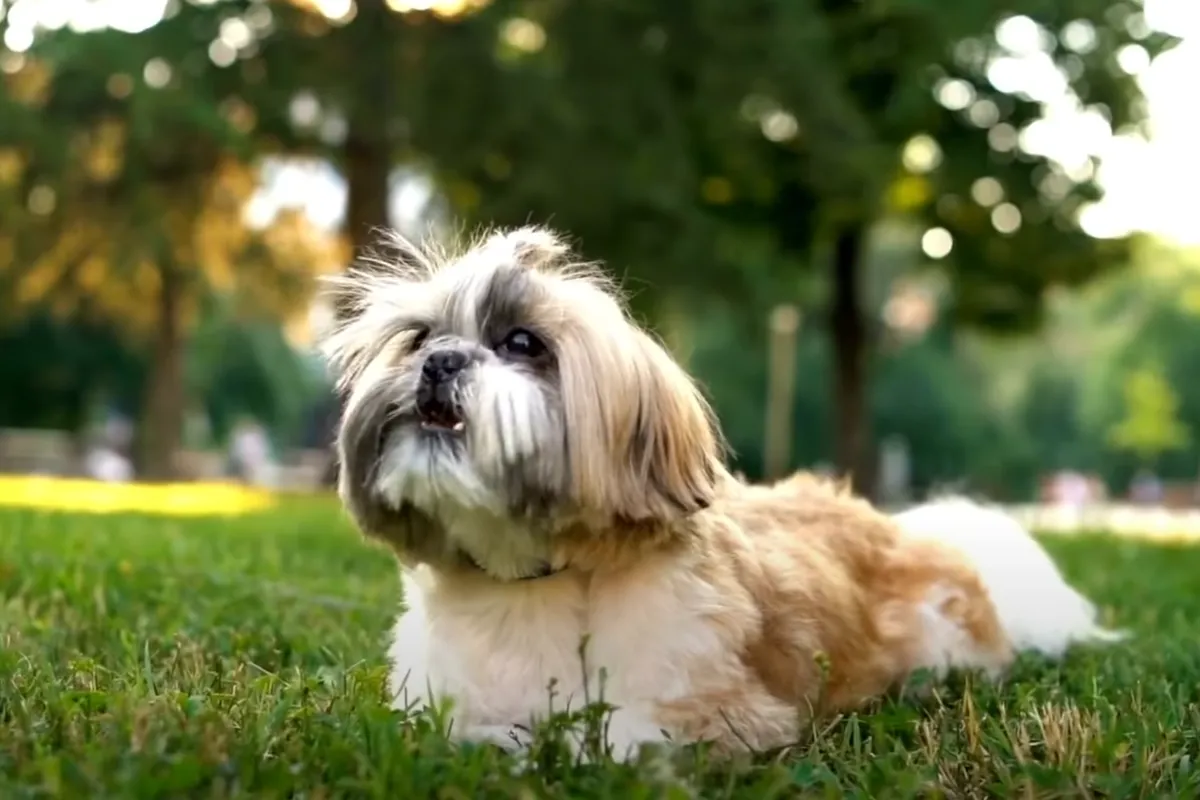 czesanie shih tzu na co dzień