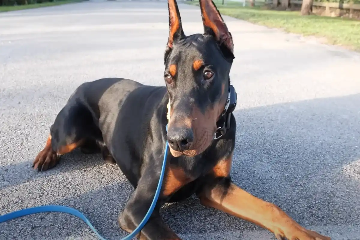 doberman brązowy umaszczenie