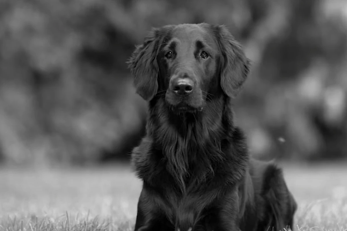 flat coated retriever szczeniak czarno brązowy