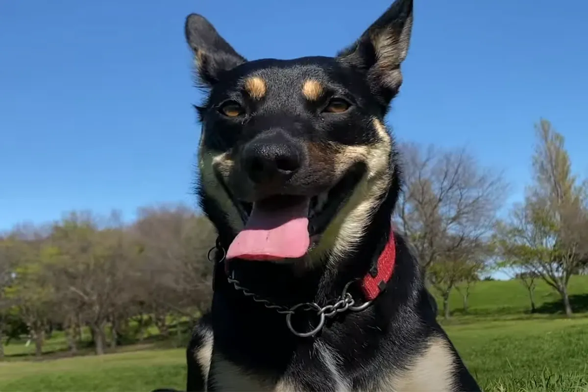 kelpie australijski z hodowli rodowodowej