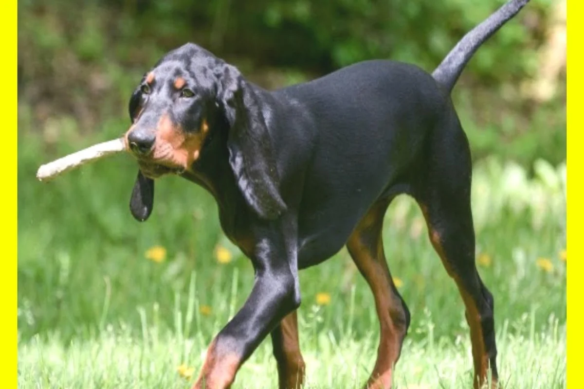 opieka nad black and tan coonhound porady