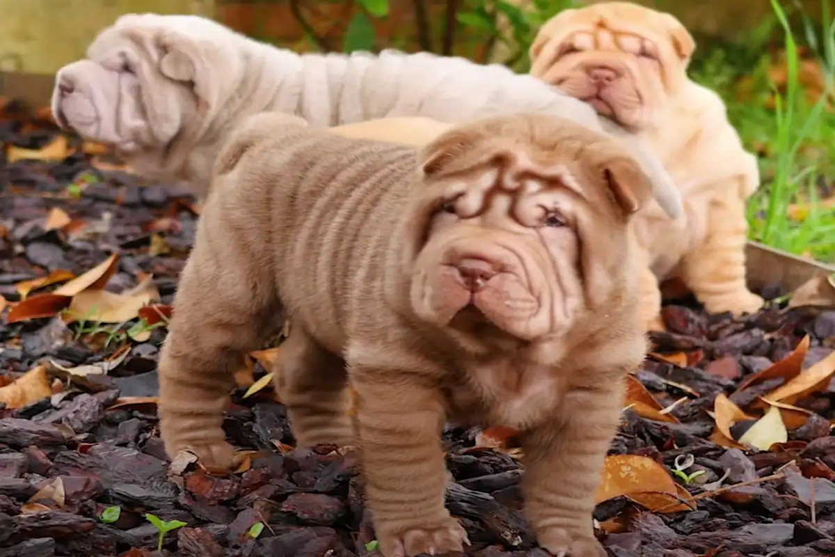shar pei z obciętymi pazurami