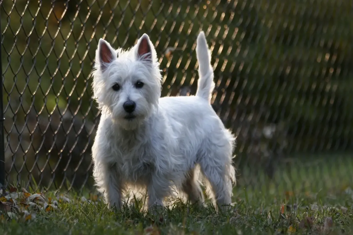 zdrowy West Highland White Terrier ze szczepieniami